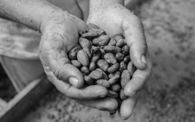 Can ingesting products with different percentages of cocoa affect muscle pain sensation?